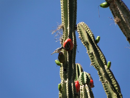 Cereus jamacaru
