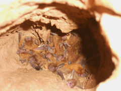 Myotis dinellii