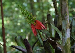 Aechmea mertensii