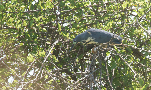 iNaturalist: (c) Yolande Oelsen, some rights reserved (CC BY-NC), uploaded by Yolande Oelsen iNaturalist image