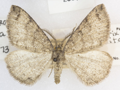 Apodrepanulatrix litaria