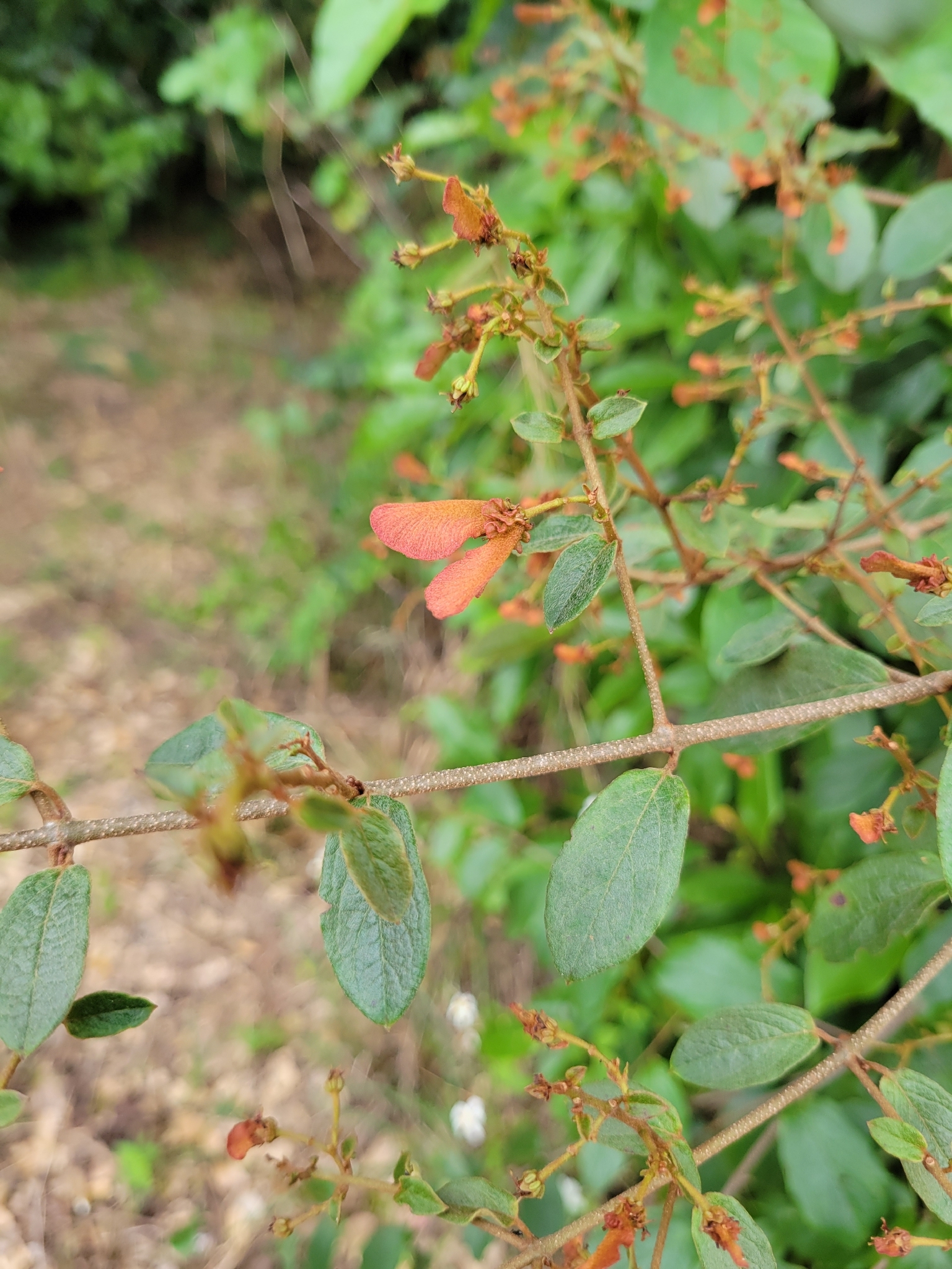 Imagem de Heteropterys brachiata