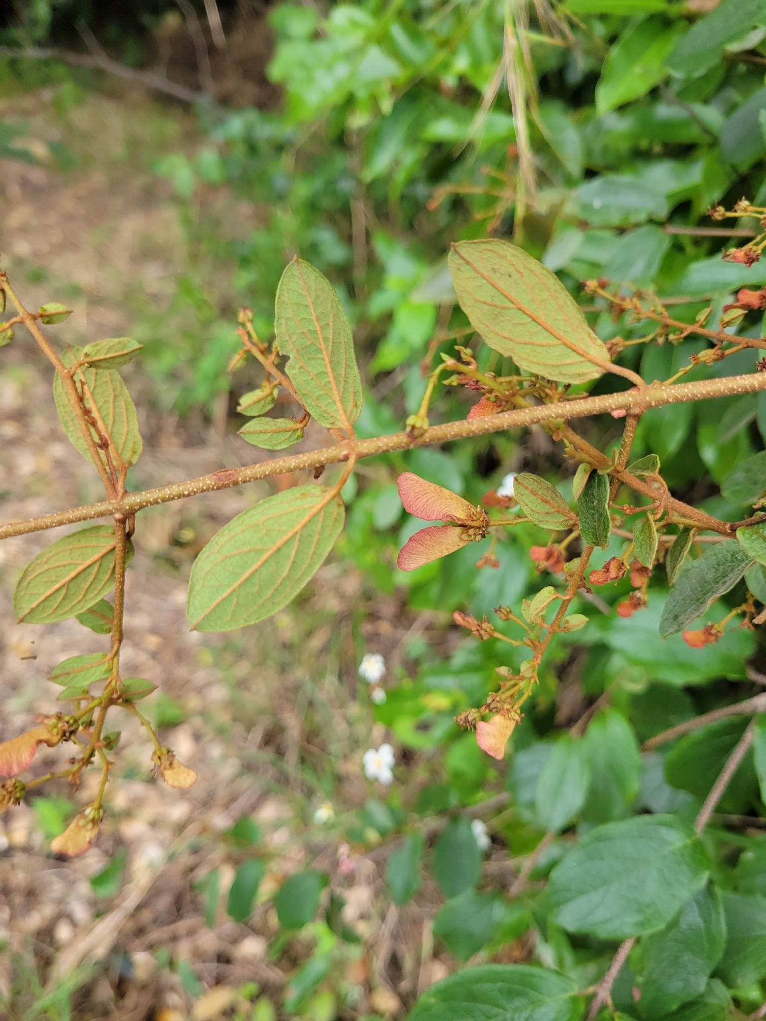 Imagem de Heteropterys brachiata