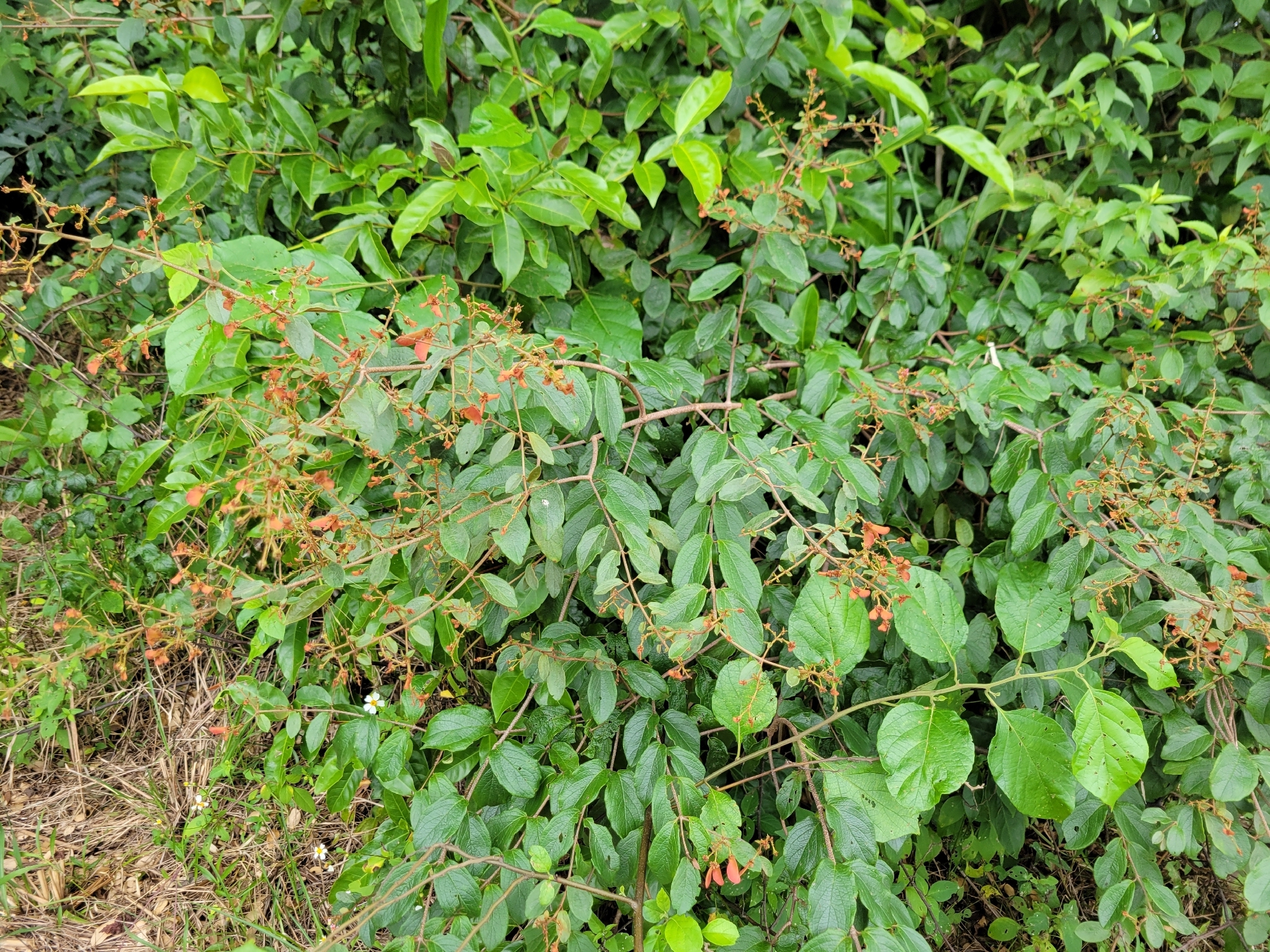 Imagem de Heteropterys brachiata