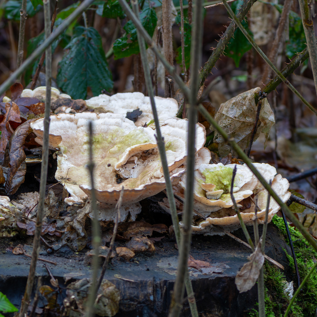 Trametes gibbosa · January 2026 · photo: © andrew_skotnicki (iNaturalist, cc-by)