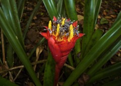 Canistrum aurantiacum