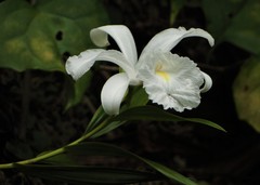 Sobralia liliastrum