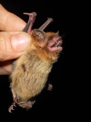 Myotis dinellii