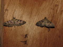 Nomophilini