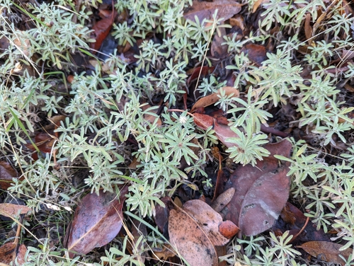 rock-loving fleabane (Erigeron petrophilus)