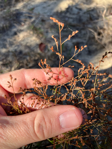 pineland pinweed (Lechea sessiliflora)