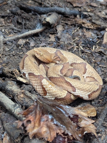 Eastern Copperhead