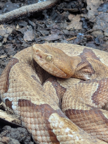 Eastern Copperhead