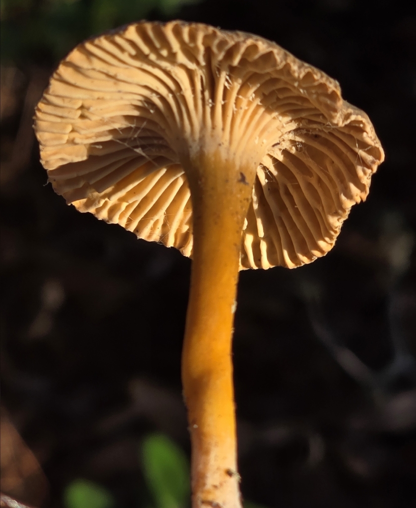 Craterellus tubaeformis · January 2026 · photo: © alan_rockefeller (iNaturalist, cc-by-sa)