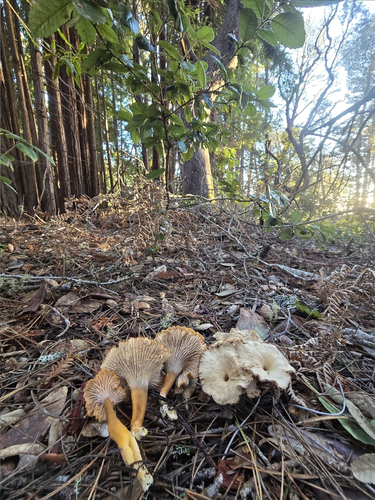 Craterellus tubaeformis · January 2026 · photo: © alan_rockefeller (iNaturalist, cc-by-sa)