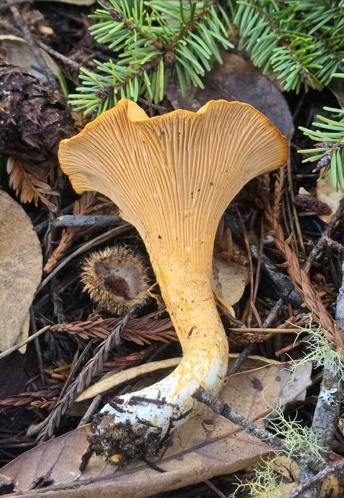 Cantharellus formosus · January 2026 · photo: © alan_rockefeller (iNaturalist, cc-by-sa)