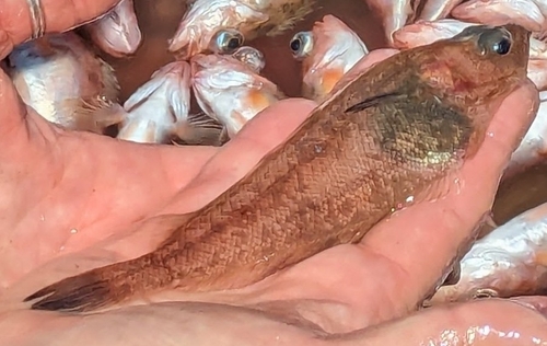 Slender sole (Lyopsetta exilis) — Pleuronectidae — 4