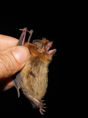 Myotis dinellii