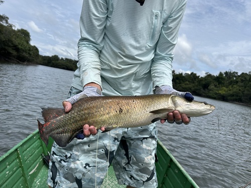 Arapaima (Arapaima gigas) — Arapaimidae
