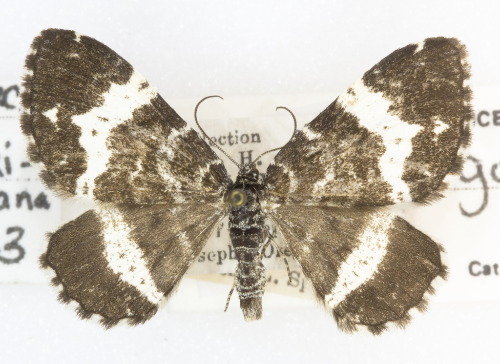 Rheumaptera hastata gothicata