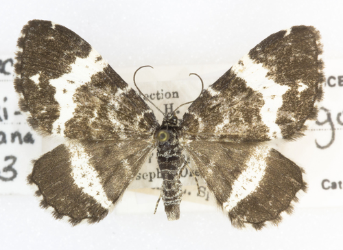 Rheumaptera hastata gothicata
