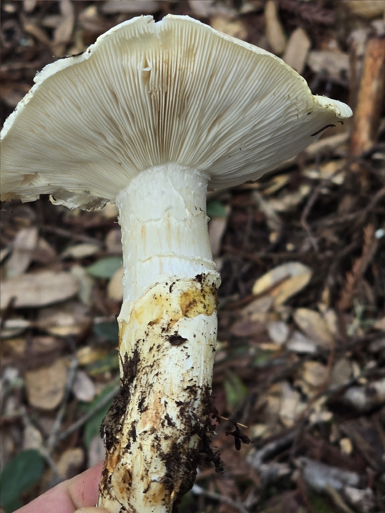 Tricholoma murrillianum · January 2026 · photo: © alan_rockefeller (iNaturalist, cc-by-sa)