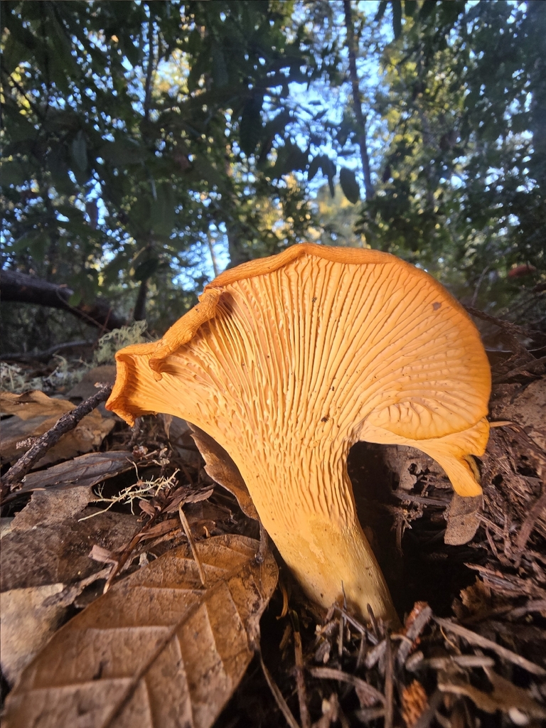 Cantharellus formosus · January 2026 · photo: © alan_rockefeller (iNaturalist, cc-by-sa)