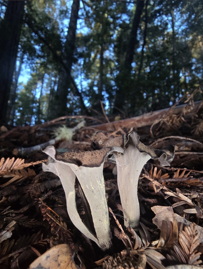 Craterellus calicornucopioides · January 2026 · photo: © alan_rockefeller (iNaturalist, cc-by-sa)