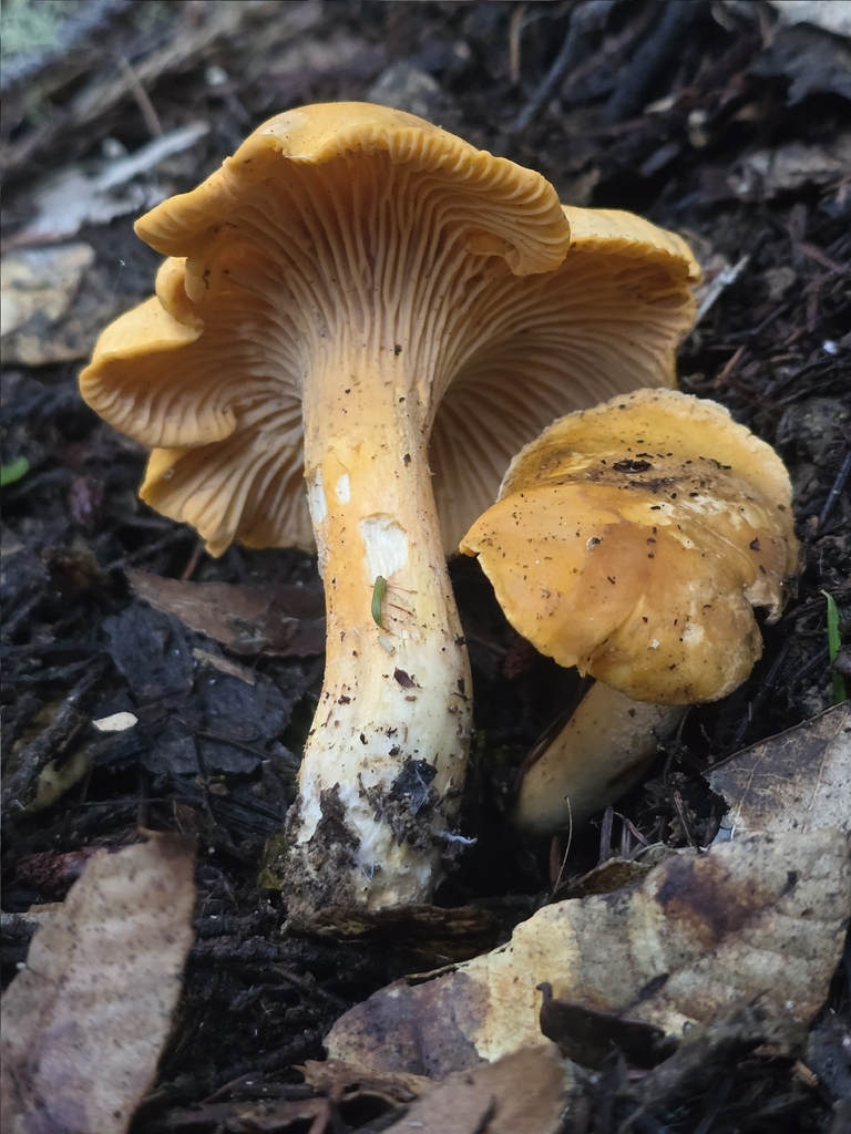 Cantharellus formosus · January 2026 · photo: © alan_rockefeller (iNaturalist, cc-by-sa)