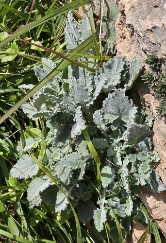 Campanula topaliana, photograph 2