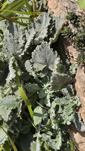 Campanula topaliana, photograph 3