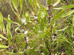 Isopogon