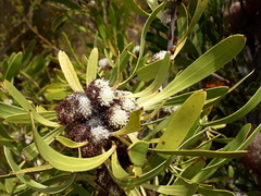 Isopogon