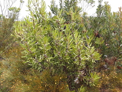 Isopogon