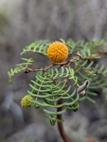 San-Salvador Acacia (Vachellia insulae)