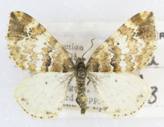 Enchoria lacteata