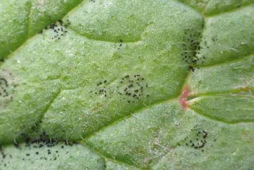 Coleroa circinans, 2026-01-17