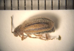 Ophraella