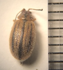 Ophraella