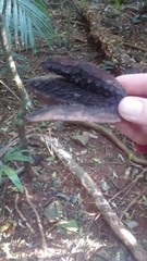 Flindersia australis