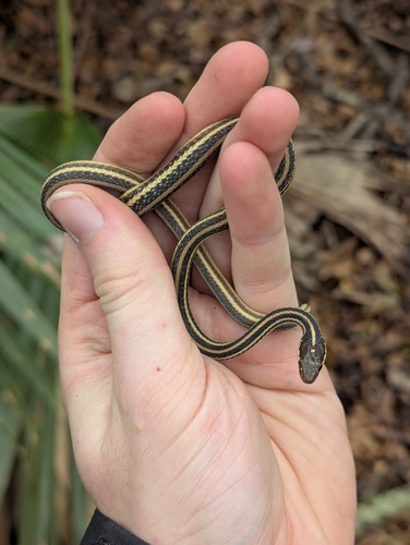 Western Ribbon Snake