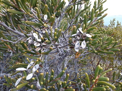 Hakea clavata