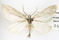 Grossbeckia semimaculata