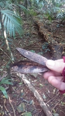 Flindersia australis