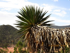 Yucca potosina