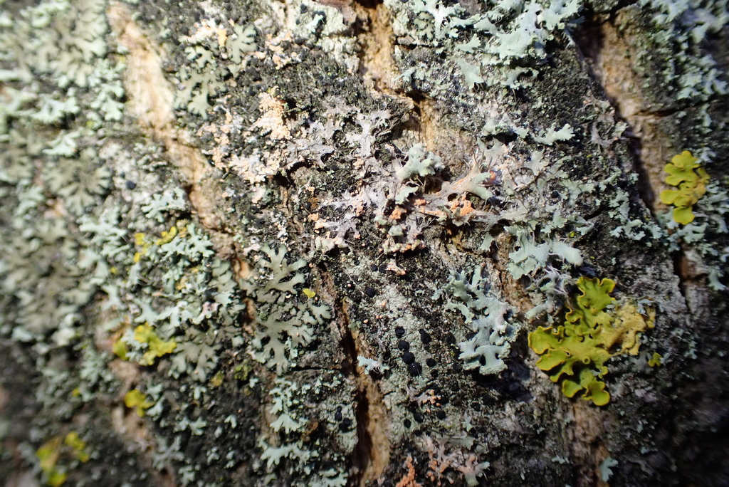 Erythricium aurantiacum · January 2026 · photo: © kh-c (iNaturalist, cc0)