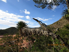 Yucca potosina