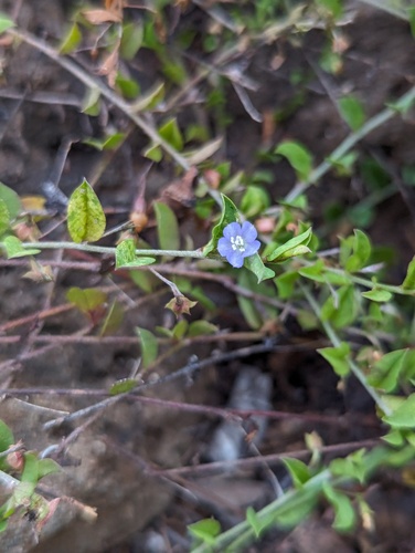 Bindweed Dwarf Morning-Glory (Evolvulus convolvuloides)