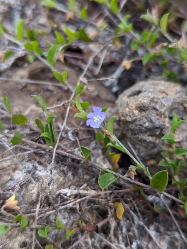 Evolvulus convolvuloides, photograph 6