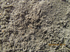 Anoteropsis litoralis